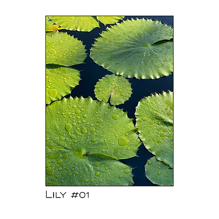 Lily