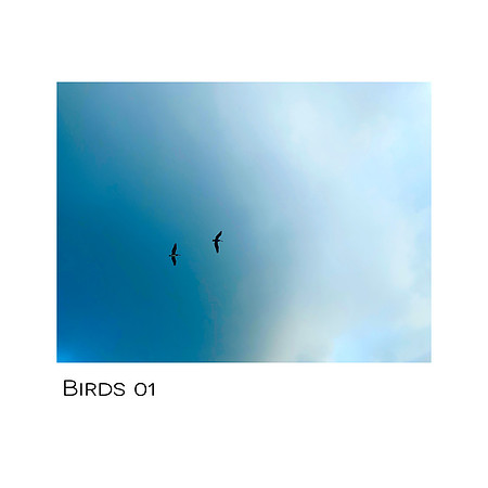 Birds 01