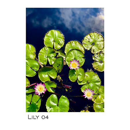 Lily 04