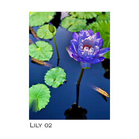 Lily 02