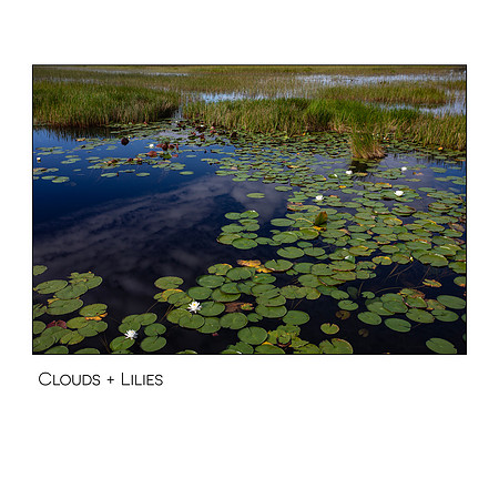 Evergladeslilies